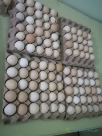 oeufs-fecondes-a-couver-big-0