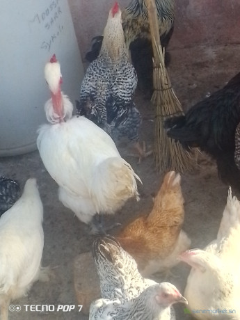 oeufs-fecondes-a-couver-big-1