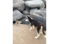 chiots-husky-pure-race-small-3