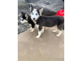 chiots-husky-pure-race-small-1