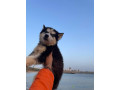 chiots-husky-pure-race-small-0