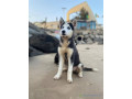 chiots-husky-pure-race-small-2
