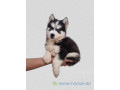 chiots-husky-pure-race-small-4