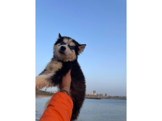 Chiots husky pure race