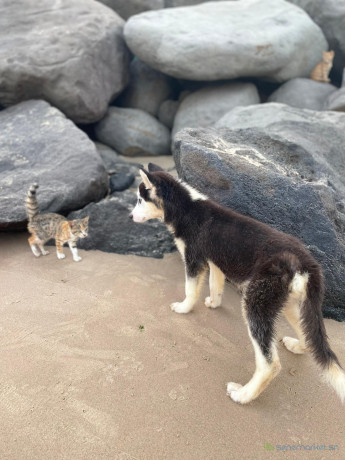 chiots-husky-pure-race-big-3