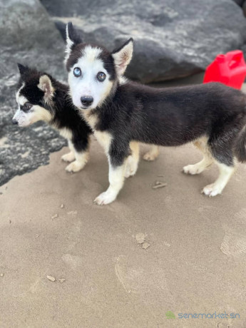 chiots-husky-pure-race-big-1