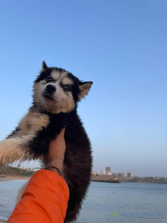 chiots-husky-pure-race-big-0