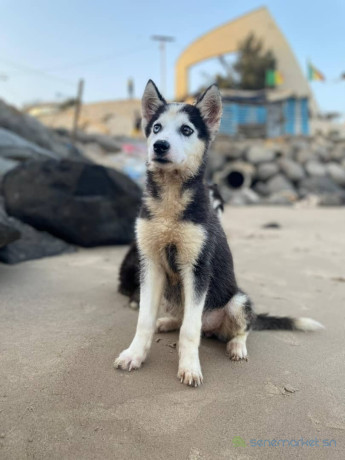 chiots-husky-pure-race-big-2