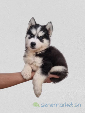 chiots-husky-pure-race-big-4