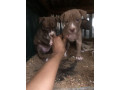 chiots-pitbull-a-vendre-small-1
