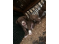 chiots-pitbull-a-vendre-small-2