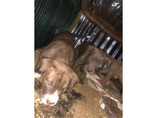 Chiots pitbull à vendre