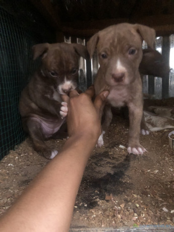 chiots-pitbull-a-vendre-big-1