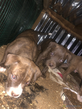 chiots-pitbull-a-vendre-big-0