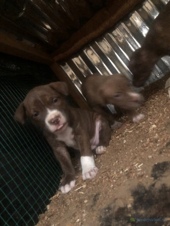 chiots-pitbull-a-vendre-big-2