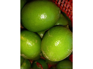 Citron Lime Tahiti Bio