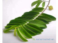 feuilles-et-poudre-de-corossol-bio-a-vendre-small-0