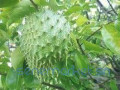 feuilles-et-poudre-de-corossol-bio-a-vendre-small-3