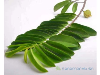 FEUILLES ET POUDRE DE COROSSOL BIO À VENDRE