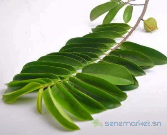 feuilles-et-poudre-de-corossol-bio-a-vendre-big-0