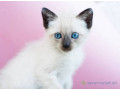 chat-siamois-a-vendre-small-2