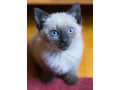 chat-siamois-a-vendre-small-1
