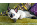 chat-siamois-a-vendre-small-0