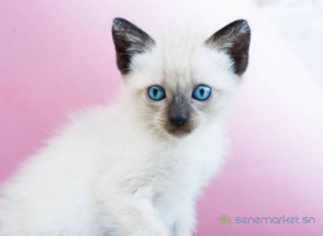 chat-siamois-a-vendre-big-2