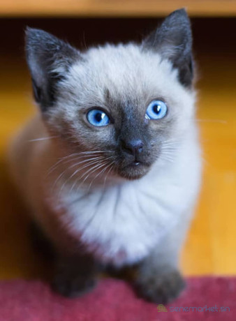 chat-siamois-a-vendre-big-1