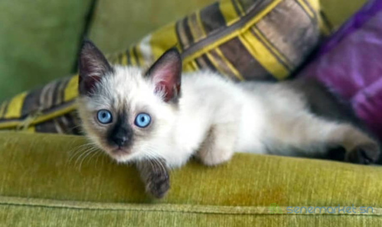chat-siamois-a-vendre-big-0