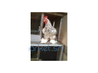 Grande race de Poule