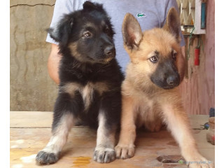 Chiots Berger Grande Taille